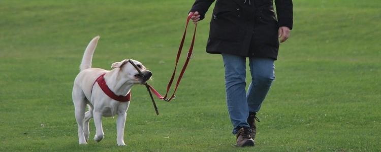 kalte Füsse beim Spaziergang mit deinem Hund
